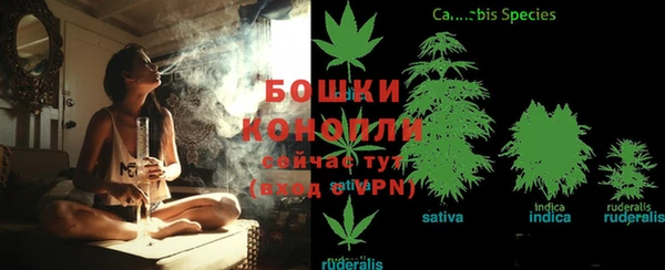 прущие грибы Михайлов