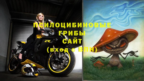 прущие грибы Михайлов